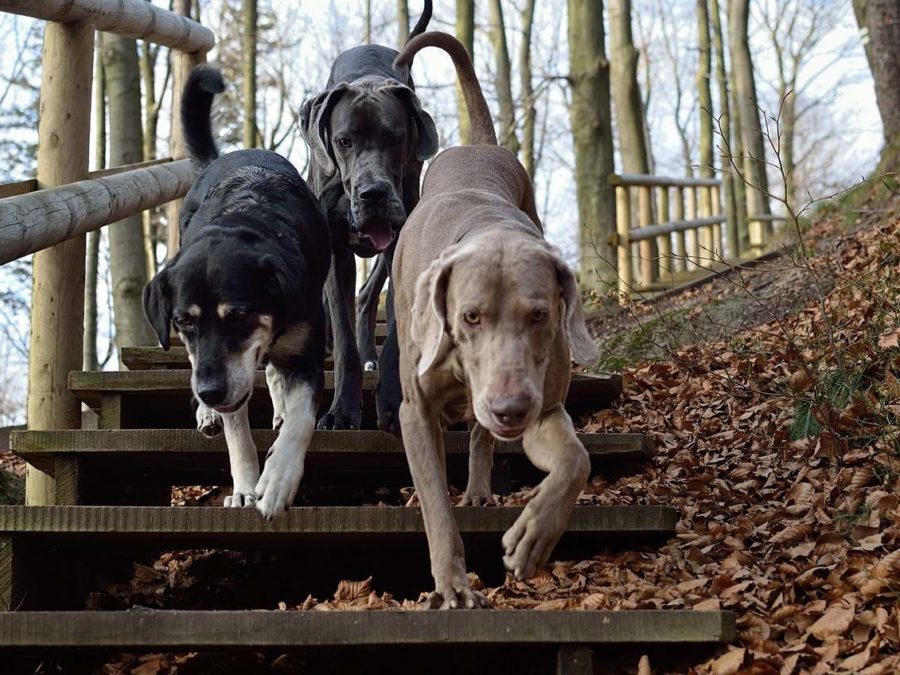 three dogs run down steps through autumn leaves